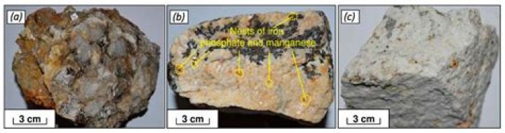 Mouse's cousin often found in cities