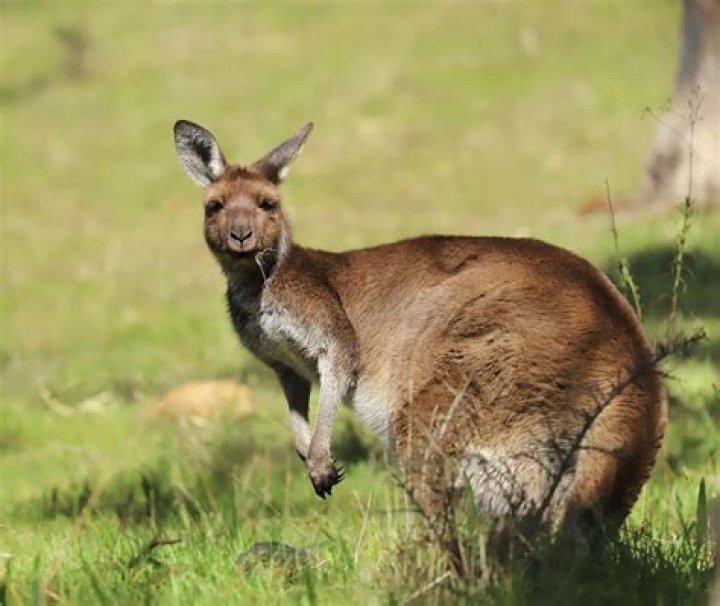 Moves like a kangaroo or rabbit