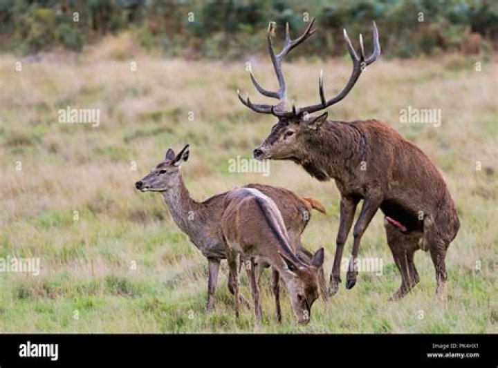 Multiple female deer