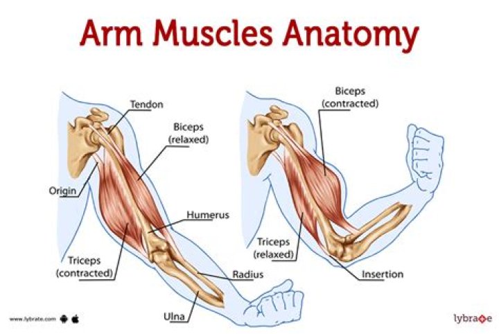 Muscles around the middle of the body