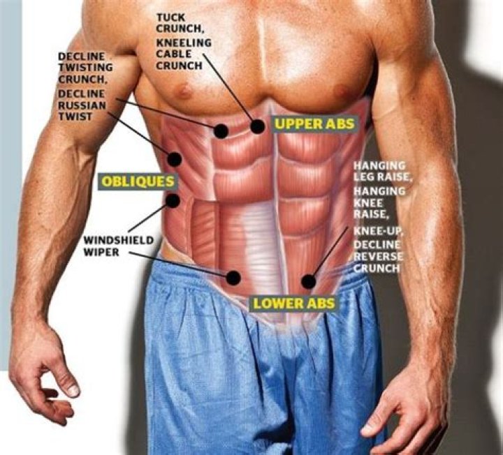 Muscles below pecs