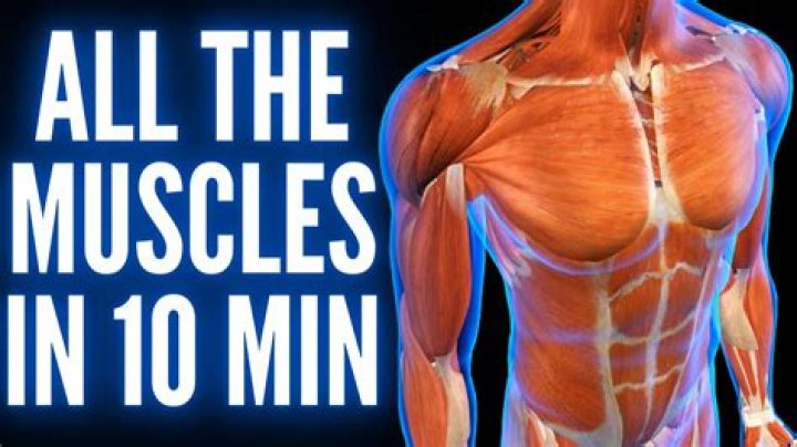Muscles near the middle of the body