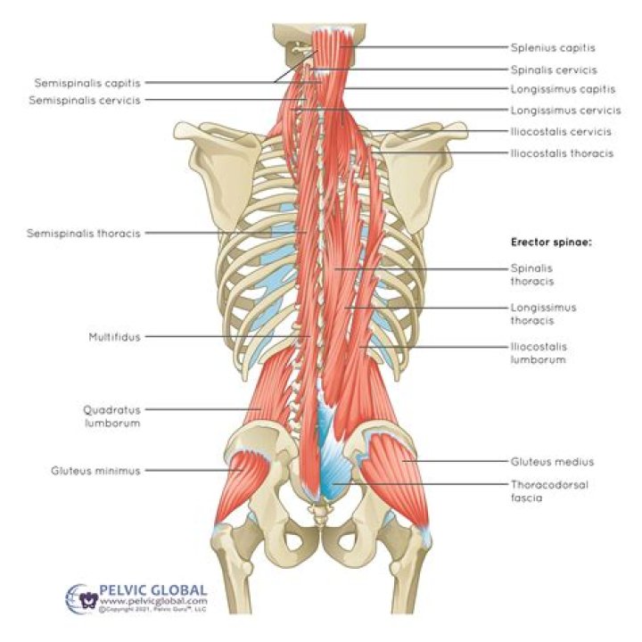 Muscles near the waist