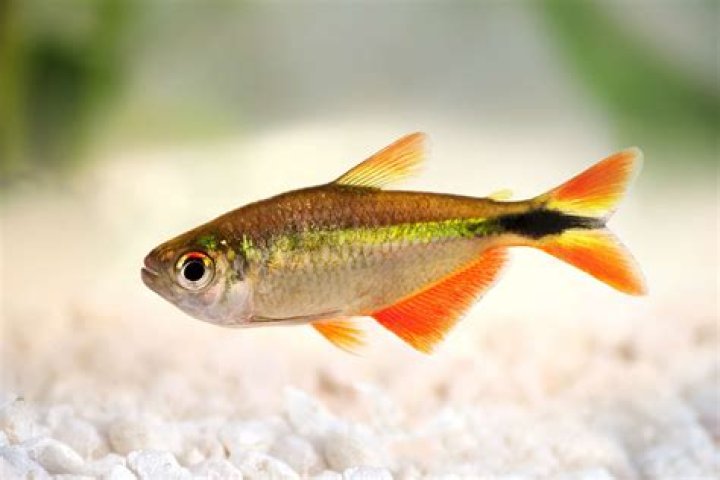 Neon ___ (popular fish for home aquariums)