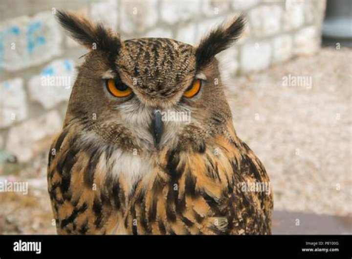 Nocturnal bird with big eyes