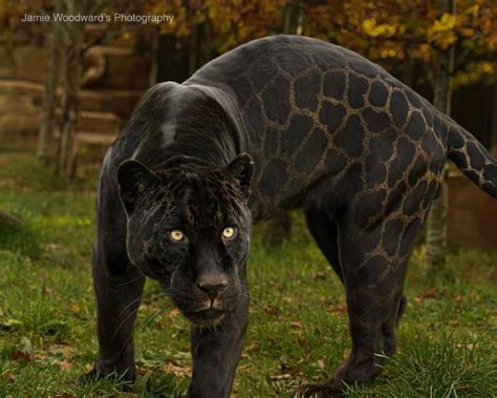 Notorious Roman emperor