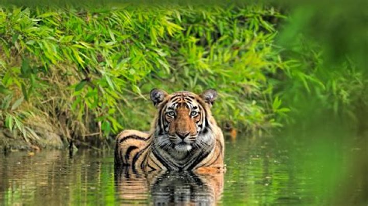 ___ of Bengal (body of water by India)