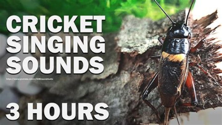 Old farming device that sounds like yolk