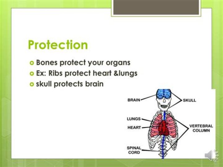 One of the bones that protects the lungs