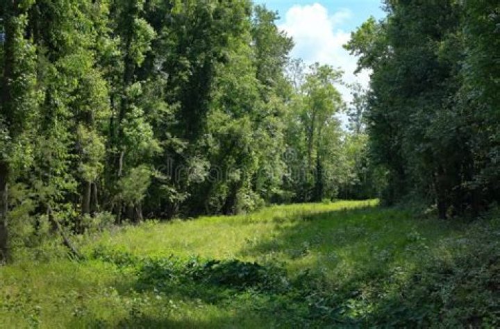 Open space in a forest