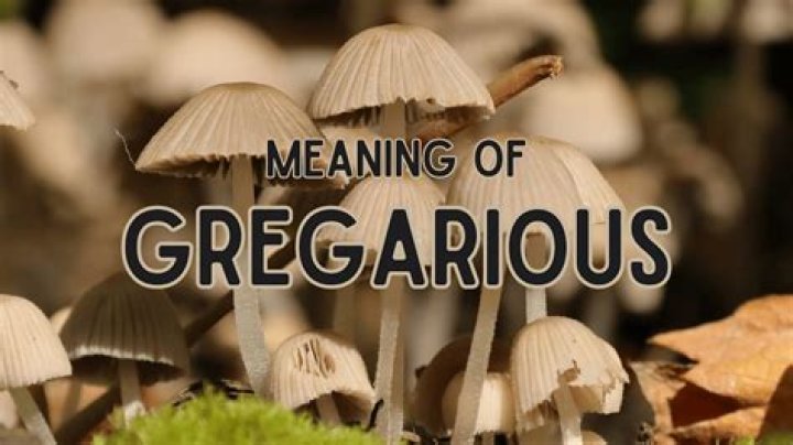 Opposite of gregarious