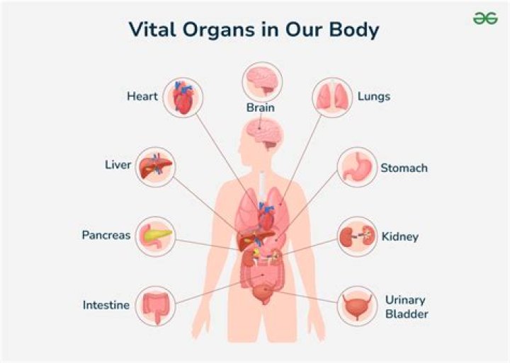 Organs near your temples