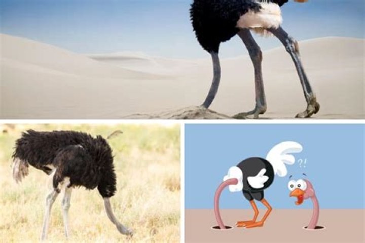 Ostrich cousin from Down Under