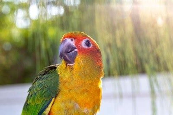 Parrot's cry