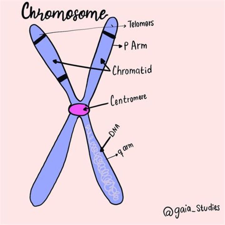 Part of a chromosome