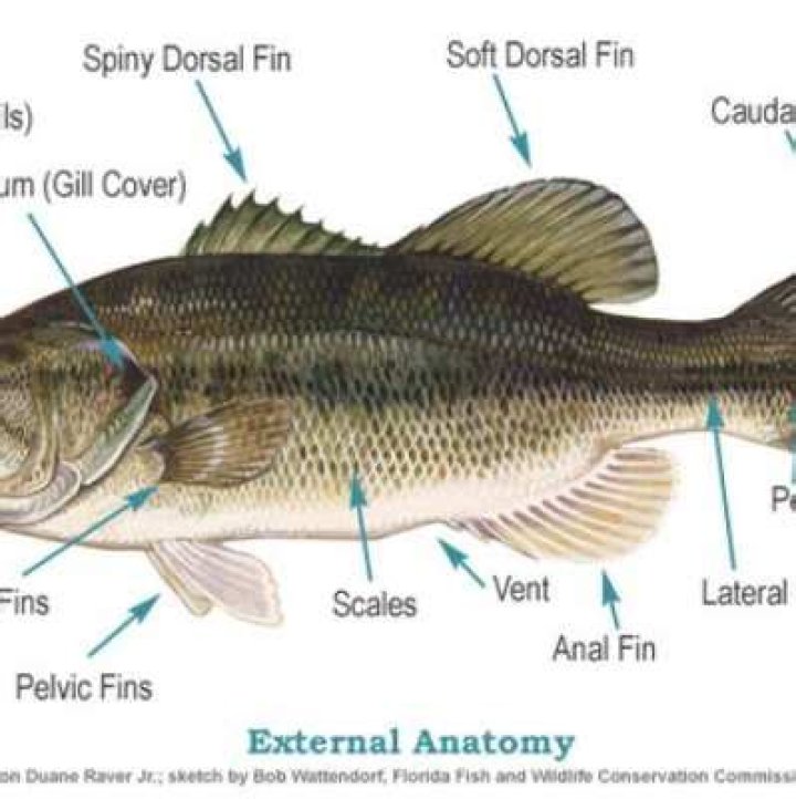 Part of a fish or slang for a $5 bill