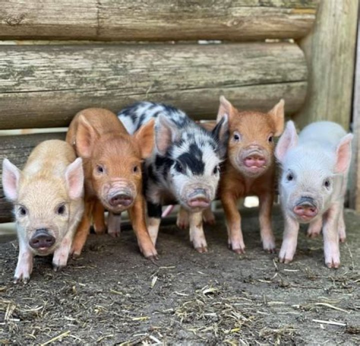 Pen for piglets