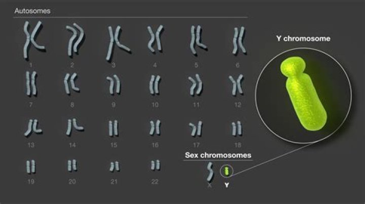Person with X and Y chromosomes