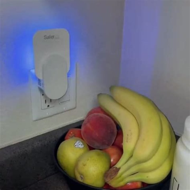 Pesky flying insects