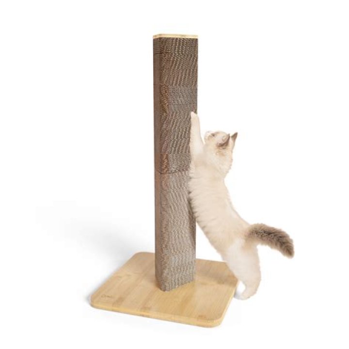 Pet that uses a scratching post