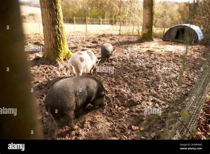 Pig enclosure