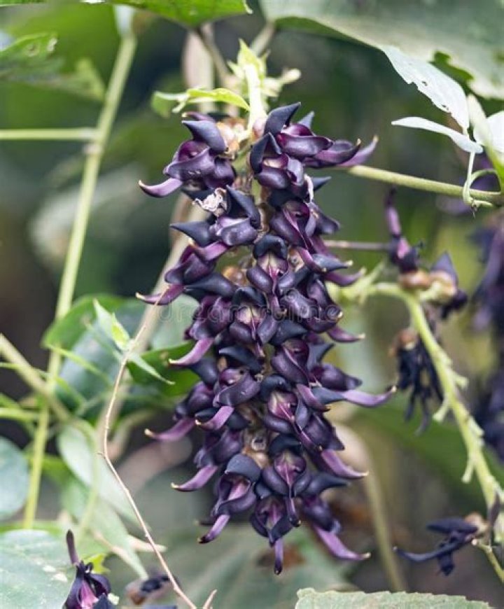 Pigeon ___ (legume from Asia)