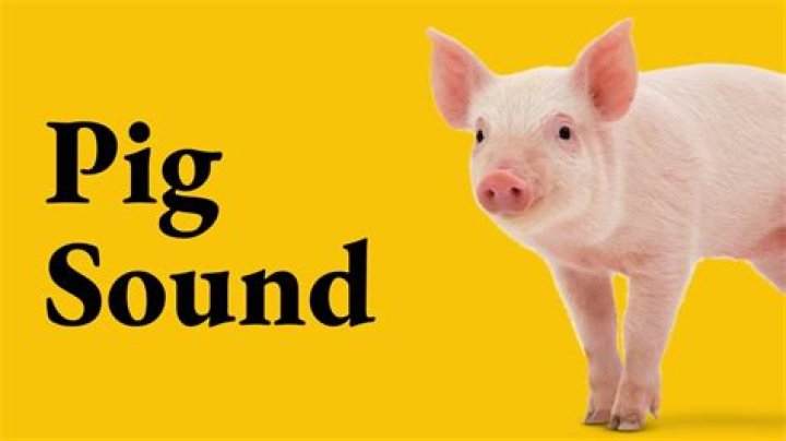 Pig's sound
