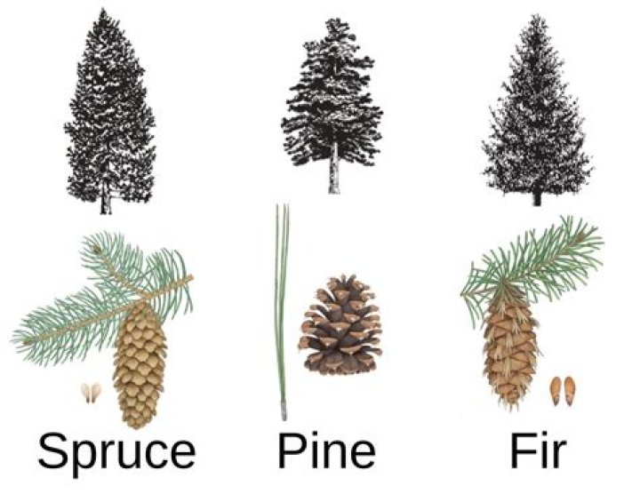 Pine (for)