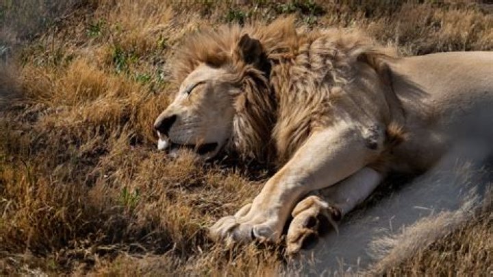 Place where a lion might sleep