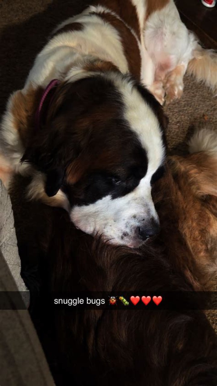 Place where a small dog may snuggle