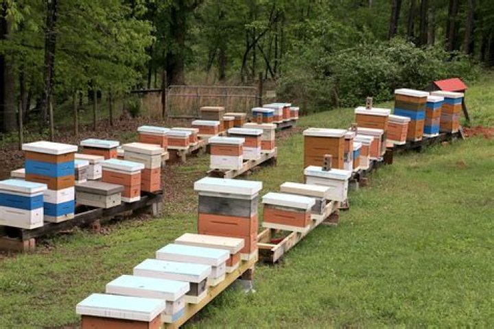 Place where bees are kept