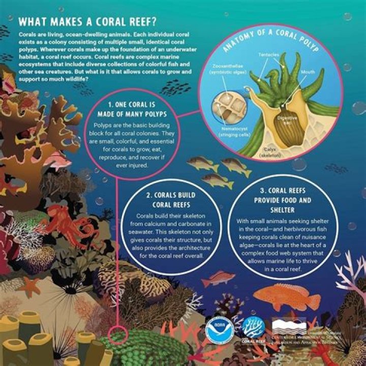 Place where coral reefs might grow