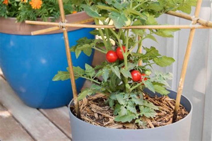 Places to grow tomatoes or petunias