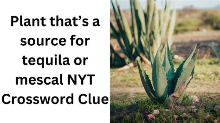 Plant that's the source of mescal