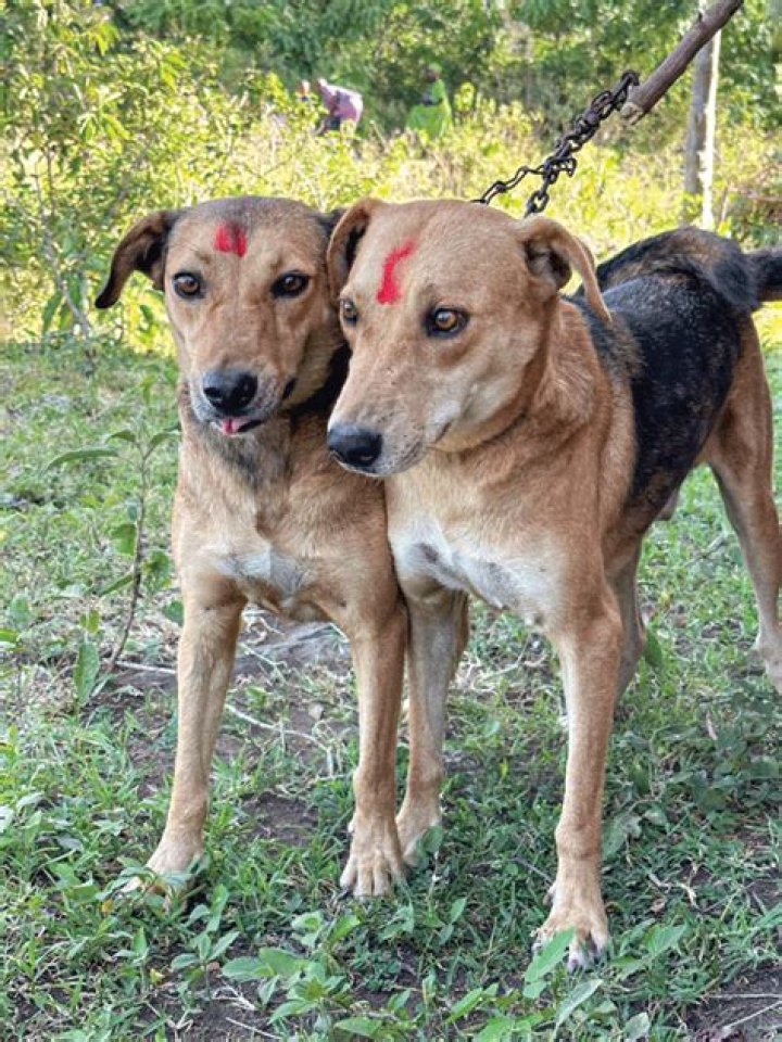 Pooch with rabies: 2 wds.