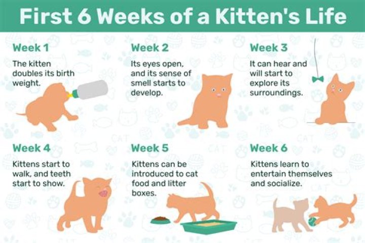 Prevent from having kittens