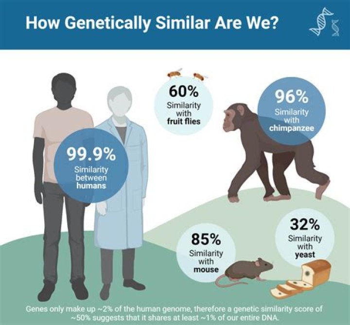 Primate that's genetically very similar to humans