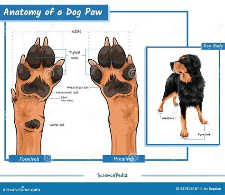 Protective part of a dog's paw
