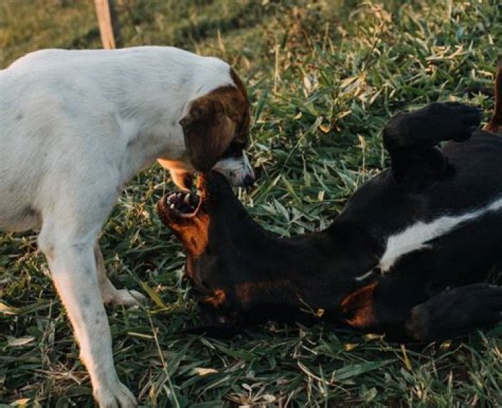 Puppy's playful bite