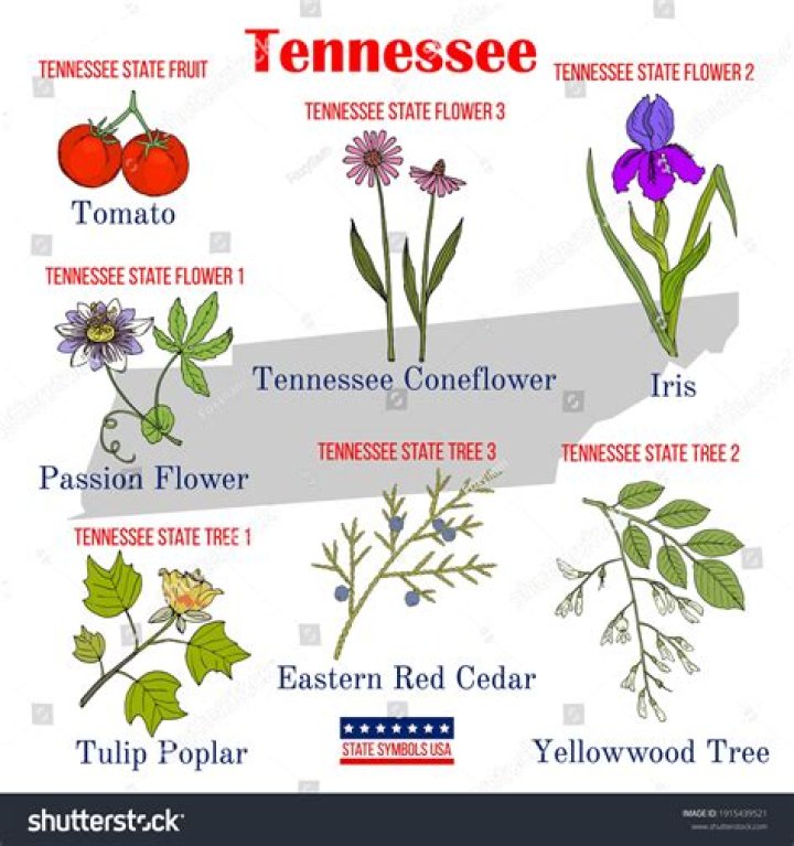 Purple blossom that's one of Tennessee's state flowers