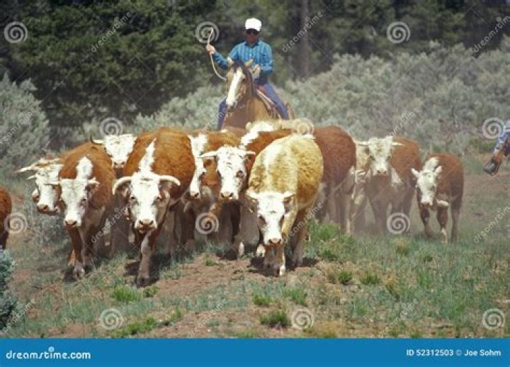 Ranch event for herding cattle