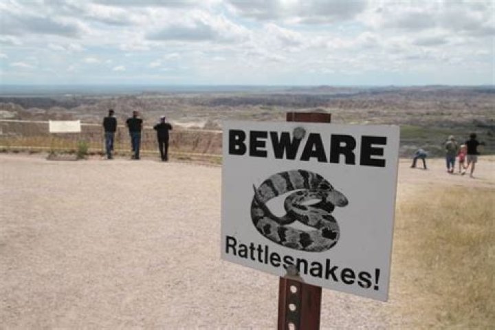 Rattlesnake's warning