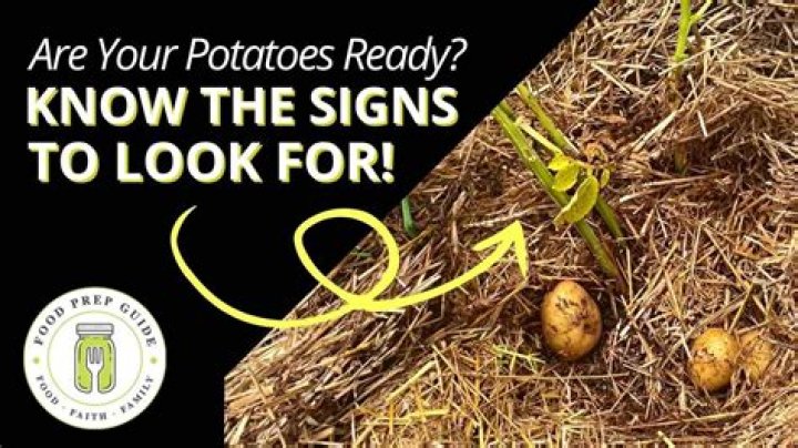 Ready to be plucked from a vine