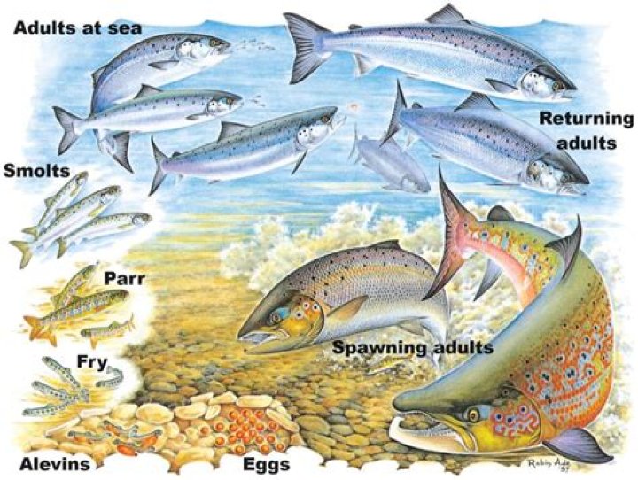 Reproduce like salmon