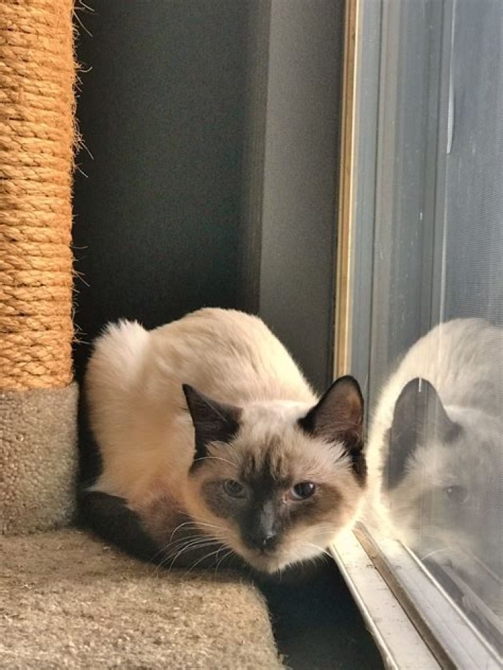 Rescue shelter adoptee