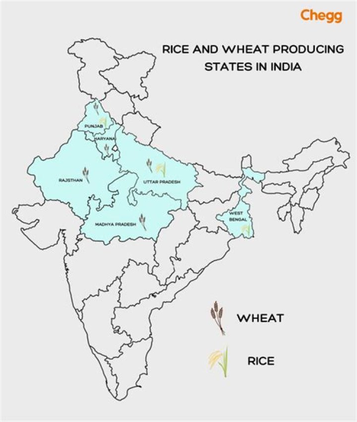 Rice variety grown in India