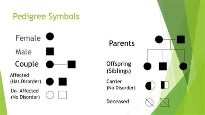 Rival of Pedigree and Iams