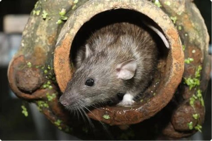Rodents in sewers