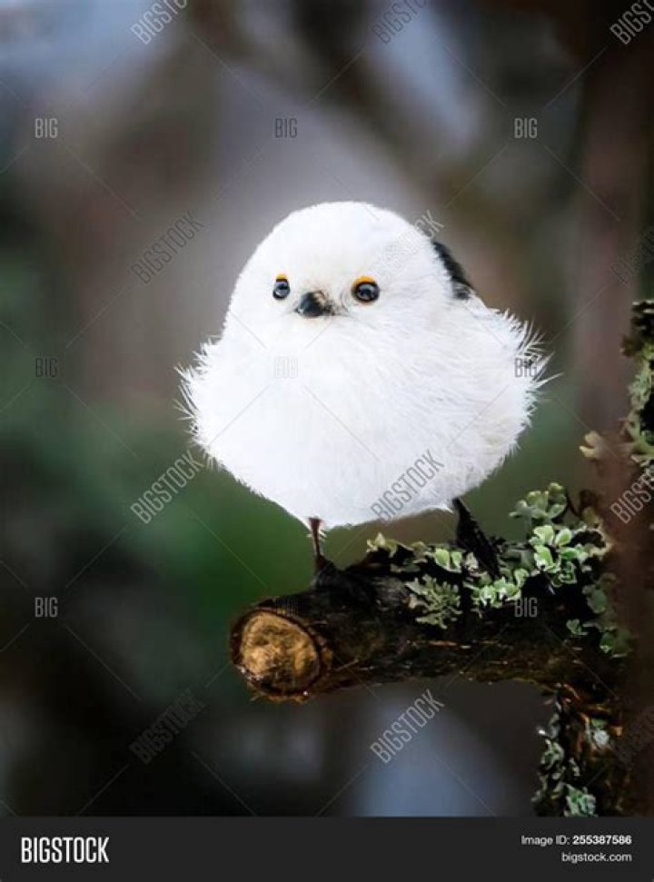 Round-faced bird