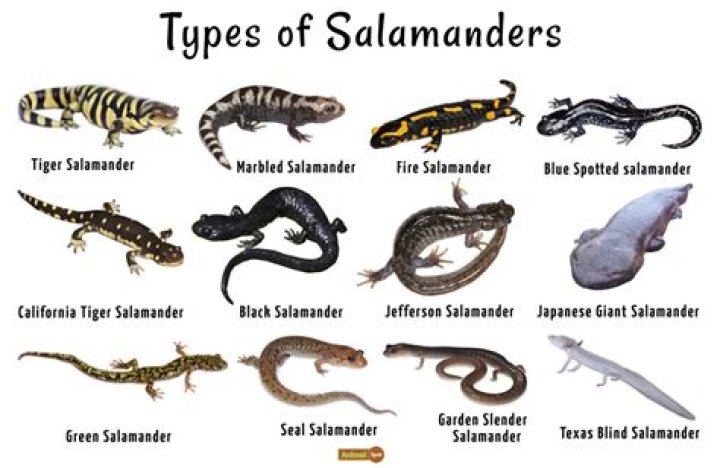 Salamander-like animal